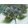 Rian Withaar, HYDRANGEA II