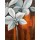 Rian Withaar, WHITE ORCHID II