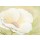 Nathalie Boucher, White flower II