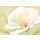 Nathalie Boucher, White flower I