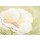Nathalie Boucher, White flower II