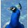 Conny Krakowski, Pfau 