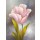 Fasani, WHITE TULIP