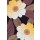 Verbeek & Van den Broek, GOLDEN BLOOMS I