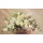Igor Buzin, WHITE ROSES