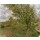 Camille Pissarro, Landschaft bei Pontoise
