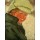 Franz Marc, Bildnis Maria Franck mit weißer Mütze