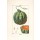 Lambert Junior, Melon, Cucumis melo