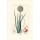 Lambert Junior, Onion, Allium cepa