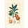 Lambert Junior, Orange, Citrus aurantium
