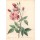 PIERRE-JOSEPH REDOUTÉ, Old Blush rose