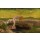 Giovanni Segantini, La vanità