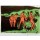 Ernst Ludwig Kirchner, Mit Schilf werfende Badende