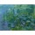 Claude Monet, Nymphéas