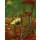 Vincent van Gogh, Gauguins Stuhl