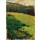 Wassily Kandinsky, Kochel – Bergwiese vor Waldrand