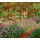 Claude Monet, Le jardin