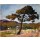Albert Marquet, Pinie in St. Tropez