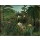 Henri Rousseau, Cheval attaqué par un jaguar