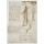 Leonardo da Vinci, Anatomiestudien