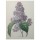 PIERRE-JOSEPH REDOUTÉ, Lilacs