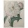 PIERRE-JOSEPH REDOUTÉ, Fragrant Peony