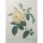 PIERRE-JOSEPH REDOUTÉ, Yellow Rose of the Indies