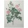 PIERRE-JOSEPH REDOUTÉ, Tassled Rose