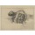 Katsushika Hokusai, Chinese lion dog