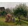 Camille Pissarro, Apfelbäume und Heuhaufen, sonniger Vormittag