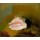 Odilon Redon, Coquillage