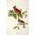 JOHN James AUDUBON, Cardinal Grosbeak , Fringilla Cardinalis