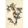 John James Audubon, The American goldfinch