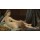 JEAN-AUGUSTE-DOMINIQUE INGRES, Une odalisque, dite La grande odalisque