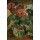 Lovis Corinth, Rote Rosen im Glaskrug