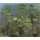 Claude Monet, Nymphéas