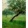 Gustave Caillebotte, Verger, dit aussi Verger en Normandie