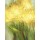 Janusz Remi, Gelbe Tulpen 1