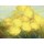 Janusz Remi, Gelbe Tulpen 2