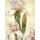 Janusz Remi, Iris