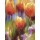 Janusz Remi, Orange Tulpen 1