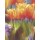 Janusz Remi, Orange Tulpen 2