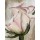 Heidi Gerstner, Rose in Altrosa