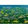 Hady Khandani, GEO ART - RAPE FIELDS AROUND WOELLSTADT - HESSEN - GERMANY