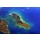 Hady Khandani, GEO ART - TRINKET ISLAND - NICOBAR ISLANDS CHAIN 5