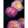 Janet Hesse, Rose