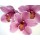 Micha Pawlitzki, Orchid Kiss