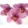 Micha Pawlitzki, Orchid Kiss
