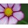 Michael Rateike, Gerbera 2