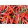 Hady Khandani, RED CHILLI 1